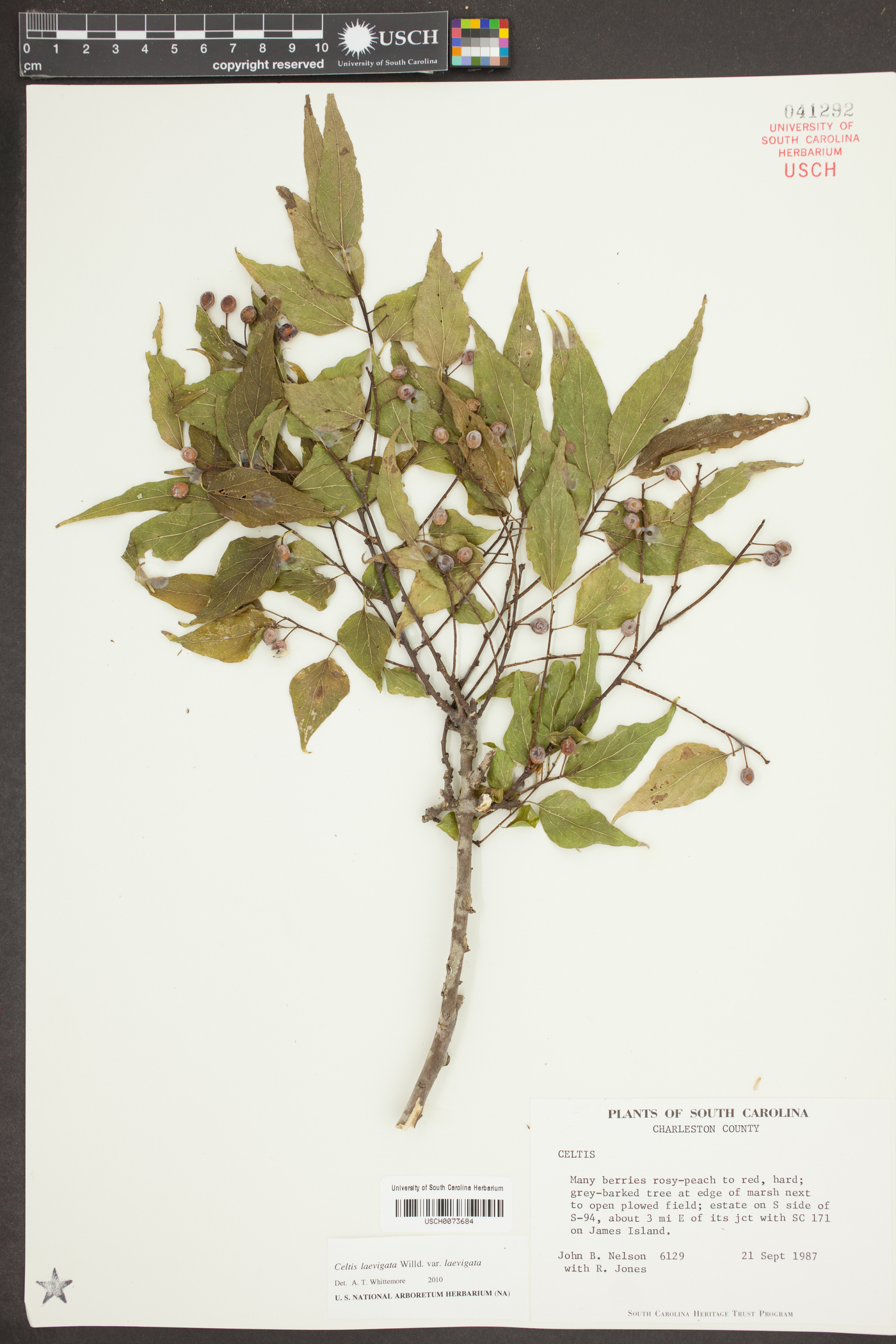 Celtis laevigata var. laevigata image
