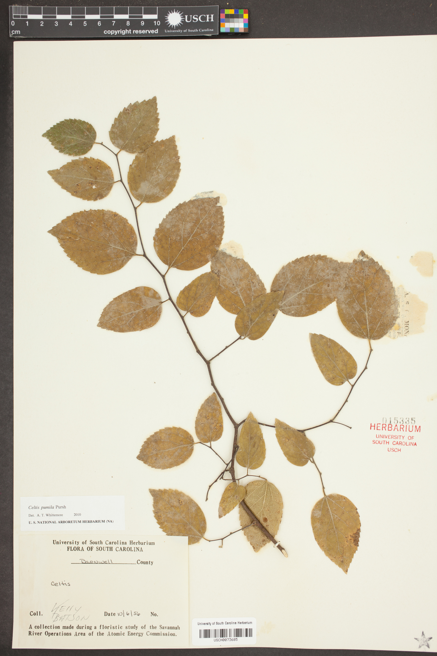 Celtis pumila Pursh image