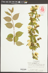 Philadelphus satsumi image