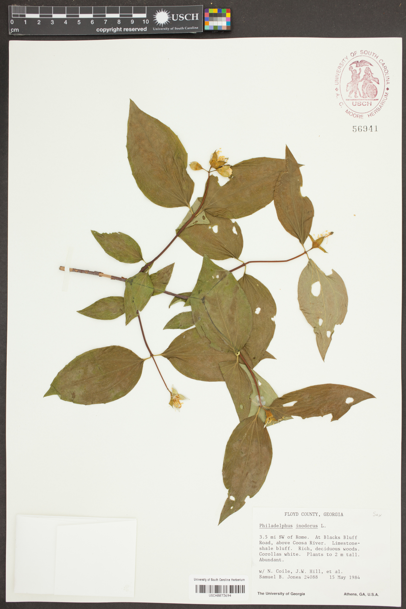Philadelphus inodorus image