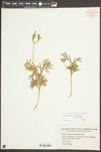 Diphasiastrum tristachyum image