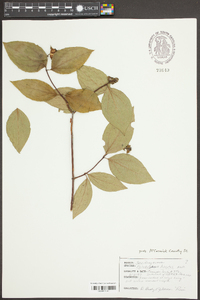 Philadelphus hirsutus image