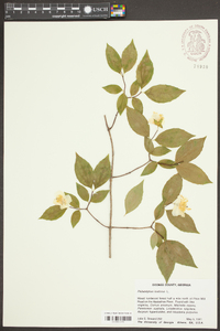 Philadelphus inodorus image