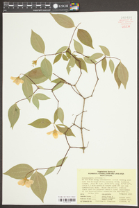 Philadelphus inodorus image
