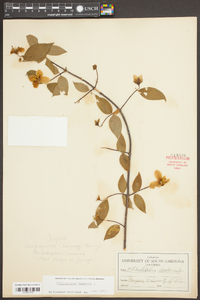 Philadelphus inodorus image