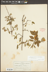 Philadelphus inodorus image