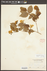 Philadelphus inodorus image