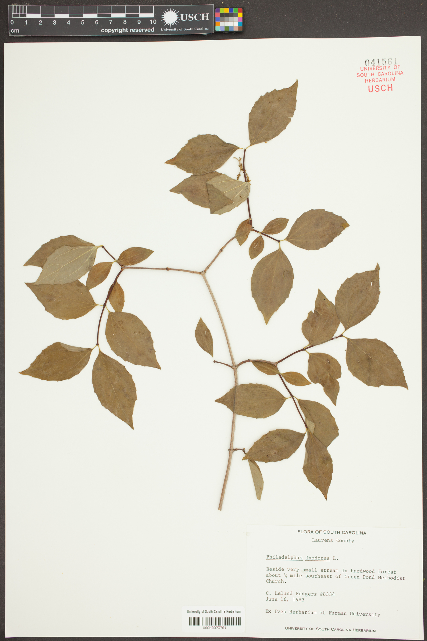 Philadelphus inodorus image
