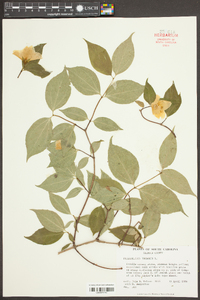 Philadelphus inodorus image