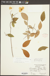 Philadelphus inodorus image