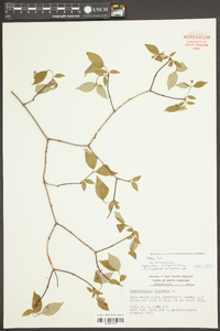 Philadelphus inodorus image