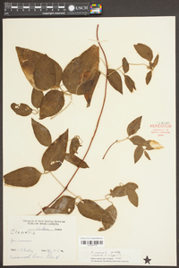 Clematis viorna image