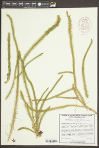 Lycopodiella alopecuroides image