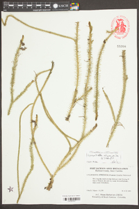 Lycopodiella alopecuroides image