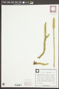 Lycopodiella alopecuroides image