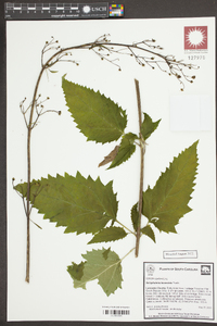 Scrophularia lanceolata image