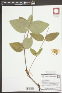 Clematis ochroleuca image