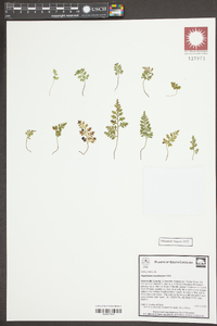 Asplenium montanum image