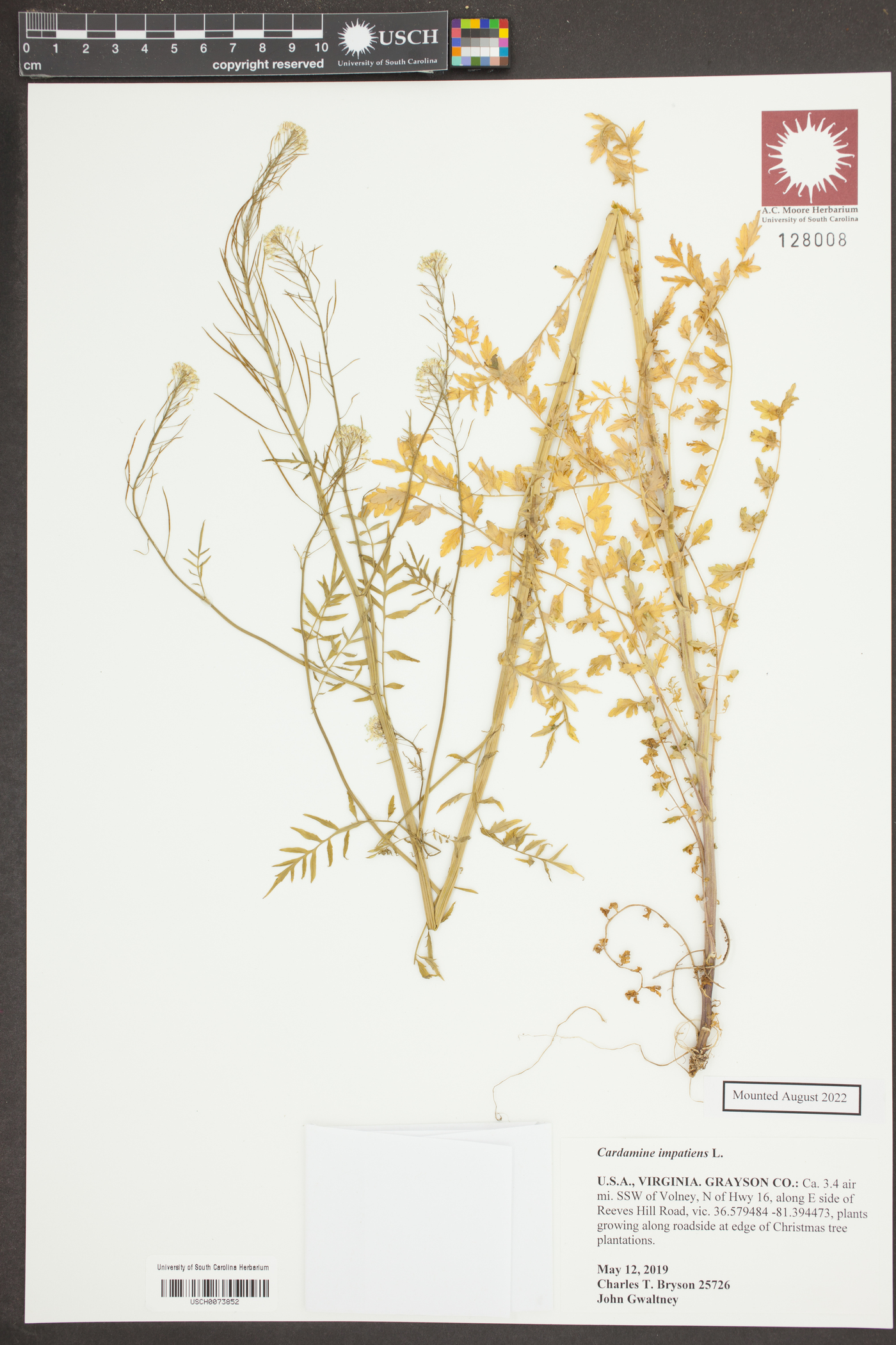 Cardamine impatiens image