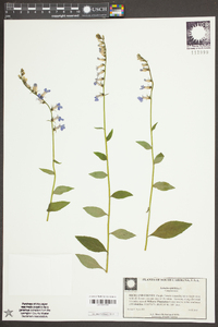 Lobelia elongata image