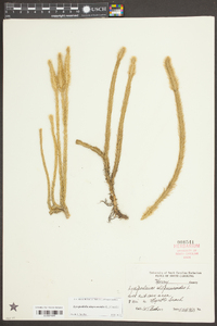 Lycopodiella alopecuroides image