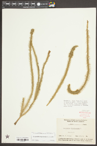 Lycopodiella alopecuroides image