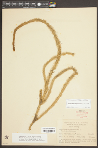 Lycopodiella alopecuroides image