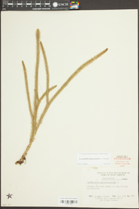 Lycopodiella alopecuroides image