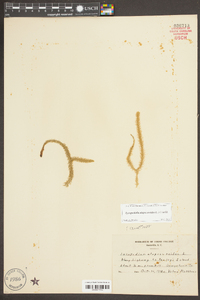 Lycopodiella alopecuroides image