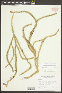 Lycopodiella alopecuroides image