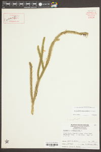 Lycopodiella alopecuroides image