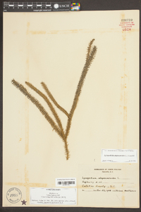 Lycopodiella alopecuroides image