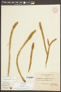 Lycopodiella alopecuroides image