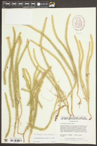 Lycopodiella alopecuroides image