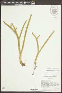 Lycopodiella alopecuroides image