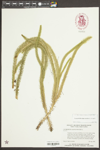 Lycopodiella alopecuroides image