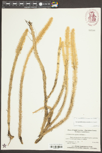 Lycopodiella alopecuroides image