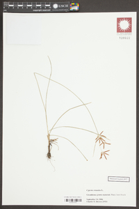 Cyperus rotundus image