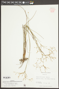 Juncus pelocarpus image