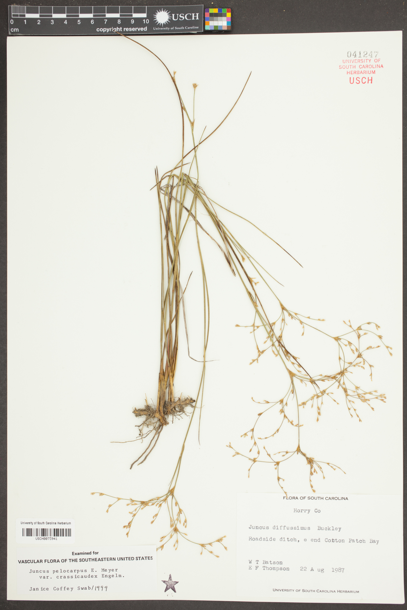 Juncus pelocarpus var. crassicaudex image