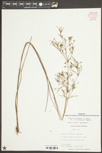 Juncus pelocarpus image