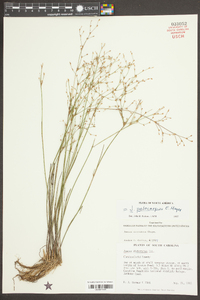 Juncus pelocarpus image