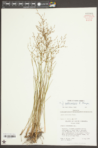 Juncus pelocarpus image