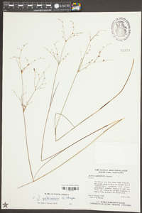 Juncus pelocarpus image