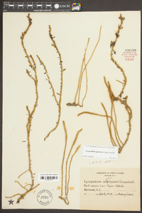 Lycopodiella appressa image