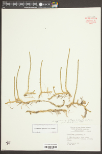 Lycopodiella appressa image