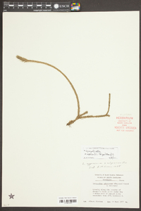 Lycopodiella copelandii image