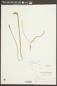 Lycopodiella copelandii image