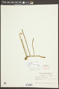 Lycopodiella alopecuroides image