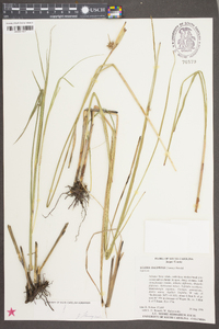 Scleria baldwinii image